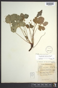Waldsteinia fragarioides subsp. doniana image