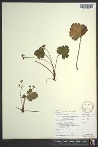 Waldsteinia fragarioides image