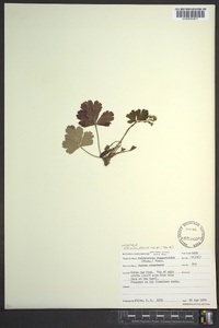 Waldsteinia fragarioides subsp. doniana image