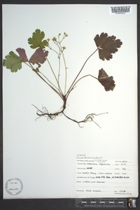 Waldsteinia fragarioides subsp. doniana image