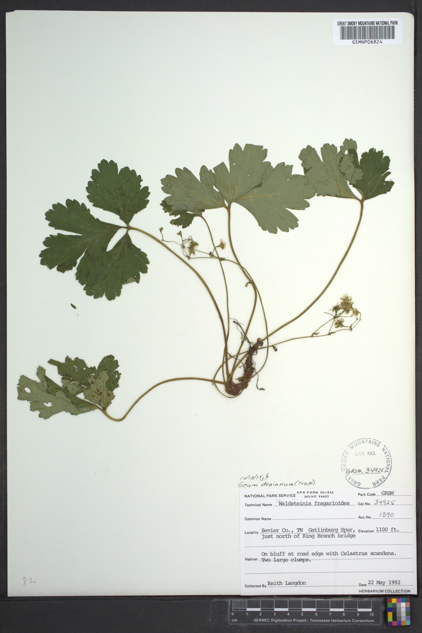 Waldsteinia fragarioides subsp. doniana image