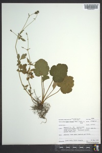 Geum vernum image