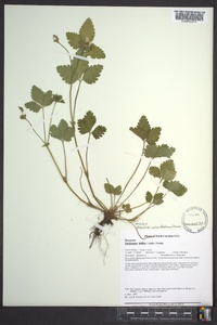 Potentilla indica image