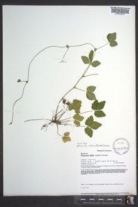 Potentilla indica image