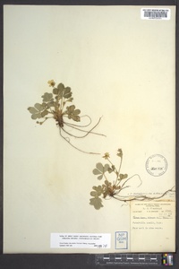 Potentilla canadensis image