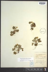 Potentilla canadensis image