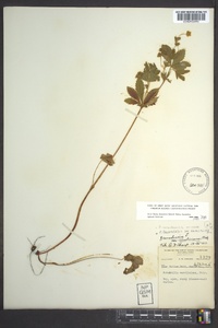 Potentilla canadensis image