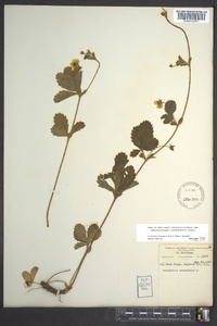 Potentilla canadensis image