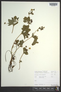 Potentilla canadensis image