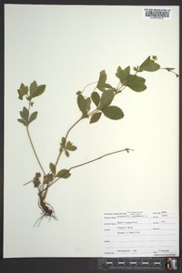 Potentilla canadensis image