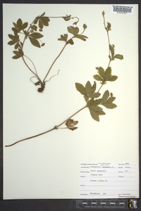 Potentilla canadensis image