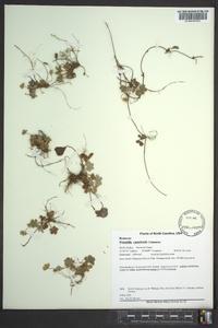 Potentilla canadensis image