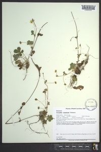 Potentilla canadensis image