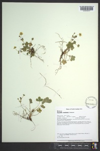 Potentilla canadensis image