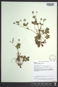 Potentilla canadensis image