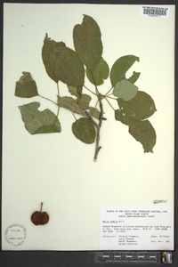 Malus pumila image