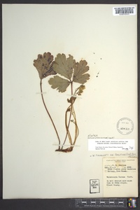 Waldsteinia fragarioides image