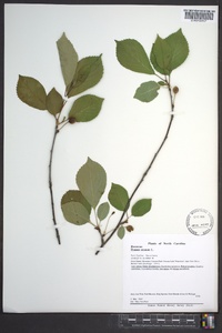 Prunus cerasus image