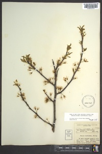 Prunus hortulana image