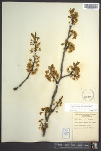 Prunus hortulana image