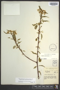 Prunus pensylvanica image