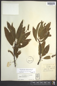 Prunus pensylvanica image