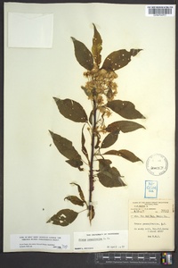 Prunus pensylvanica image