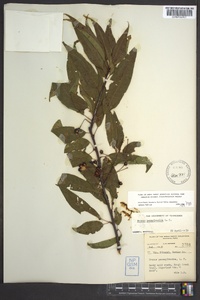 Prunus pensylvanica image