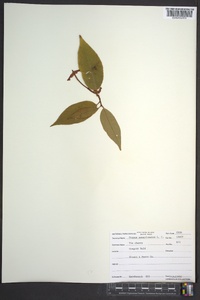 Prunus pensylvanica image