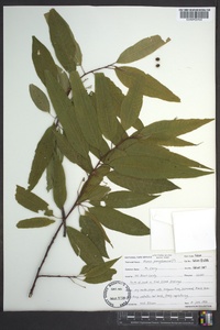 Prunus pensylvanica image