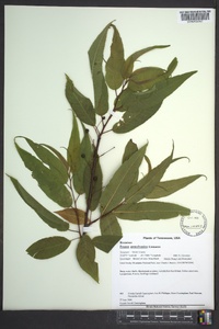 Prunus pensylvanica image