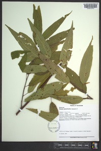 Prunus pensylvanica image