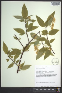 Prunus pensylvanica image