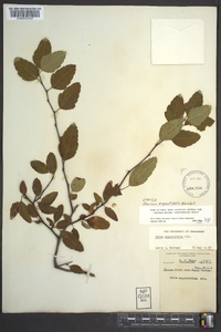 Prunus angustifolia image