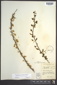 Prunus angustifolia image