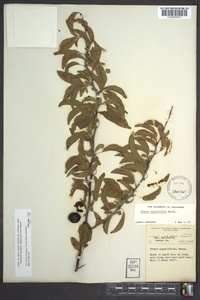 Prunus angustifolia image