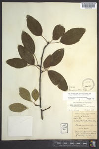 Prunus angustifolia image