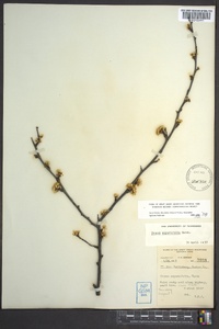 Prunus angustifolia image