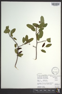 Prunus angustifolia image