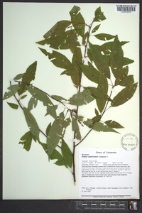 Prunus pensylvanica image