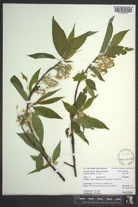 Prunus pensylvanica image