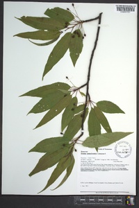 Prunus pensylvanica image