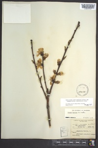 Prunus persica image