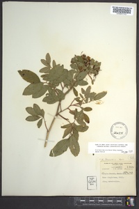 Rosa palustris image