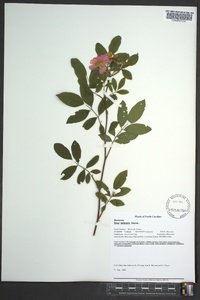 Rosa palustris image