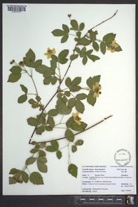 Rubus flagellaris image