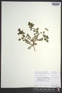 Rosa multiflora image