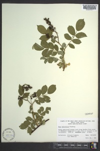 Rosa multiflora image