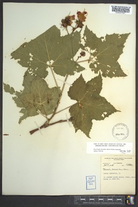 Rubus odoratus image