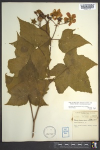 Rubus odoratus image